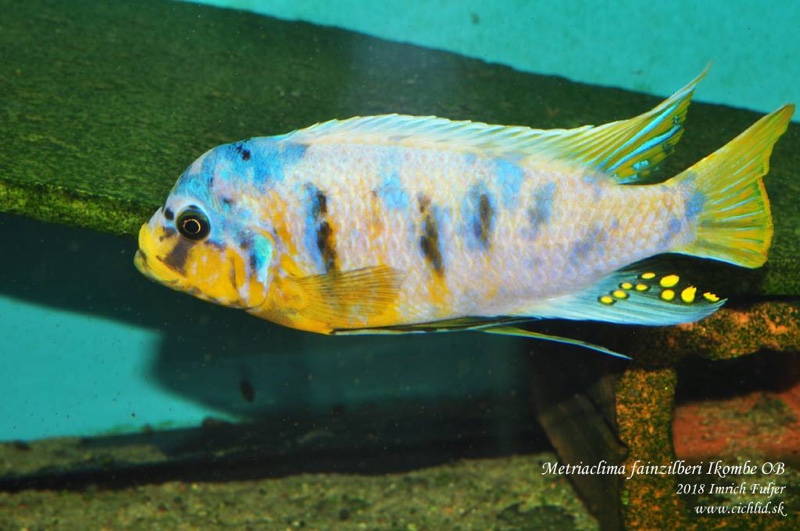 Maylandia fainzilberi 'Ikombe'